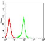 SPA17 Antibody in Flow Cytometry (Flow)