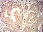 SPA17 Antibody in Immunohistochemistry (Paraffin) (IHC (P))