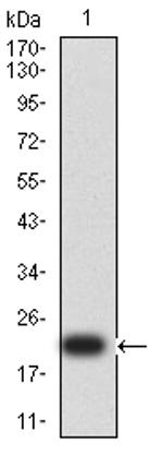 SPA17 Antibody in Western Blot (WB)