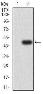 SPA17 Antibody in Western Blot (WB)