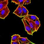 TET2 Antibody in Immunocytochemistry (ICC/IF)