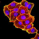 TIA-1 Antibody in Immunocytochemistry (ICC/IF)