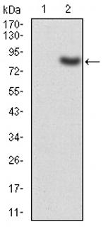 TIP60 Antibody in Western Blot (WB)