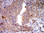 TLR9 Antibody in Immunohistochemistry (Paraffin) (IHC (P))