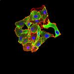 TRAF2 Antibody in Immunocytochemistry (ICC/IF)