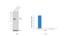 TRAF2 Antibody