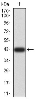 TRAF2 Antibody in Western Blot (WB)