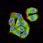 TRIM29 Antibody in Immunocytochemistry (ICC/IF)