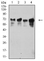 TRIM29 Antibody in Western Blot (WB)