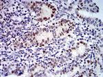 UFD1L Antibody in Immunohistochemistry (Paraffin) (IHC (P))