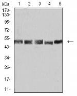 UFD1L Antibody in Western Blot (WB)