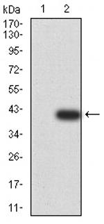 UFD1L Antibody in Western Blot (WB)