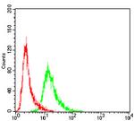 VAV2 Antibody in Flow Cytometry (Flow)