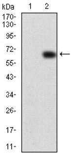 VAV2 Antibody in Western Blot (WB)