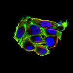 Villin Antibody in Immunocytochemistry (ICC/IF)