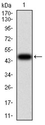 Villin Antibody in Western Blot (WB)