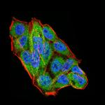 WTAP Antibody in Immunocytochemistry (ICC/IF)