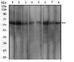 WTAP Antibody in Western Blot (WB)