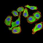 14-3-3 beta Antibody in Immunocytochemistry (ICC/IF)