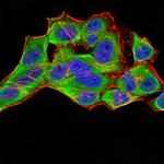 14-3-3 beta Antibody in Immunocytochemistry (ICC/IF)