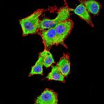 14-3-3 beta Antibody in Immunocytochemistry (ICC/IF)