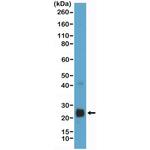 VEGF Antibody in Western Blot (WB)