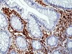 Annexin A1 Antibody in Immunohistochemistry (Paraffin) (IHC (P))