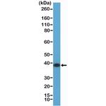 Annexin A1 Antibody in Western Blot (WB)