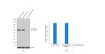 p70 S6 Kinase Antibody in Western Blot (WB)