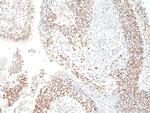 HDAC3 Antibody in Immunohistochemistry (Paraffin) (IHC (P))