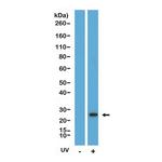 Caspase 8 (Cleaved Asp374) Antibody in Western Blot (WB)