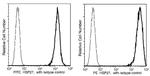 HSP27 Antibody in Flow Cytometry (Flow)