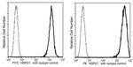 HSP27 Antibody in Flow Cytometry (Flow)