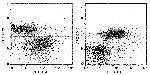 Syndecan 4 Antibody in Flow Cytometry (Flow)