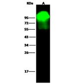 ALPL Antibody in Western Blot (WB)