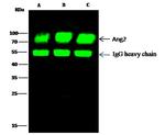 Angiopoietin 2 Antibody in Immunoprecipitation (IP)