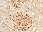 Arginase 1 Antibody in Immunohistochemistry (Paraffin) (IHC (P))