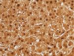 Arginase 1 Antibody in Immunohistochemistry (Paraffin) (IHC (P))