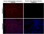 Arginase 1 Antibody in Immunohistochemistry (Paraffin) (IHC (P))