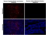 Arginase 1 Antibody in Immunohistochemistry (Paraffin) (IHC (P))