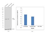 Arginase 1 Antibody in Western Blot (WB)