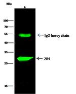 CD244 Antibody in Immunoprecipitation (IP)