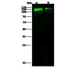 E-cadherin Antibody in Western Blot (WB)