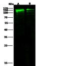 E-cadherin Antibody in Western Blot (WB)