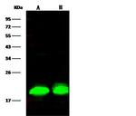 4EBP1 Antibody in Western Blot (WB)