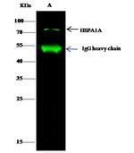 HSP70 Antibody in Immunoprecipitation (IP)