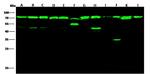 HSP70 Antibody in Western Blot (WB)