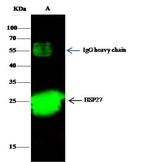 HSP27 Antibody in Immunoprecipitation (IP)