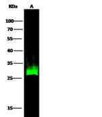 HSP27 Antibody in Western Blot (WB)