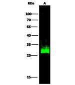 HSP27 Antibody in Western Blot (WB)